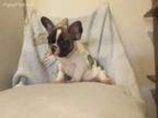 French Bulldog Puppy for sale in Avondale Estates, GA, USA