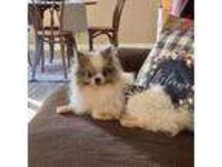 Pomeranian Puppy for sale in Gilmer, TX, USA