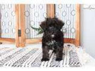 Schnoodle (Standard) Puppy for sale in Fort Myers, FL, USA