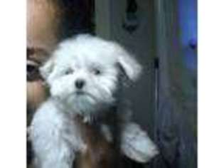 Maltese Puppy for sale in TRUMBULL, CT, USA