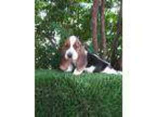 Basset Hound Puppy for sale in Twentynine Palms, CA, USA