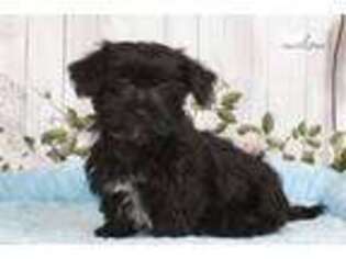 Shorkie Tzu Puppy for sale in Williamsport, PA, USA