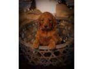 Goldendoodle Puppy for sale in Trinity, AL, USA