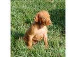 Vizsla Puppy for sale in Harlan, IA, USA