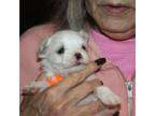 Maltese Puppy for sale in Gaylord, MI, USA