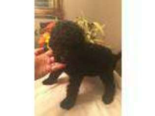Goldendoodle Puppy for sale in Carrollton, GA, USA