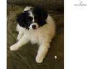 Papillon Puppy for sale in Bakersfield, CA, USA