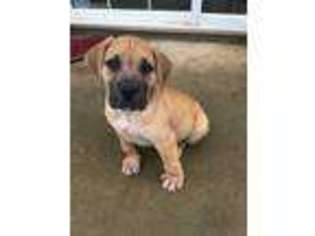 Boerboel Puppy for sale in Snellville, GA, USA