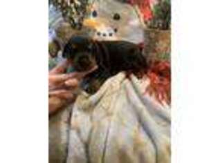 Doberman Pinscher Puppy for sale in Ocala, FL, USA