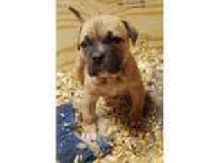American Bulldog Puppy for sale in Beloit, WI, USA