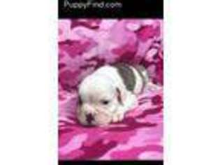 Olde English Bulldogge Puppy for sale in Hanover, PA, USA
