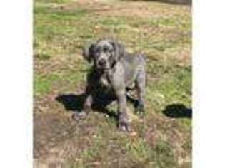 Great Dane Puppy for sale in Stockbridge, GA, USA