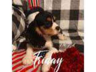 Cavalier King Charles Spaniel Puppy for sale in Jacksonville, FL, USA