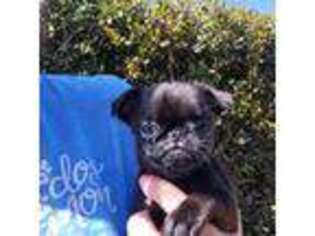 Brussels Griffon Puppy for sale in Mcdonough, GA, USA