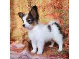 Papillon Puppy for sale in Rutledge, AL, USA