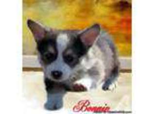 Pembroke Welsh Corgi Puppy for sale in SAYLORSBURG, PA, USA