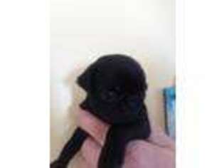 Pug Puppy for sale in Madison, VA, USA