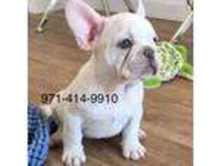 French Bulldog Puppy for sale in Tualatin, OR, USA