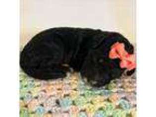Mutt Puppy for sale in Lenox, GA, USA
