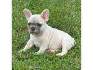 French Bulldog Puppy for sale in Spotsylvania, VA, USA