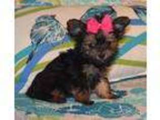 Yorkshire Terrier Puppy for sale in Park City, KY, USA