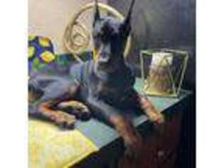 Doberman Pinscher Puppy for sale in Yoder, CO, USA