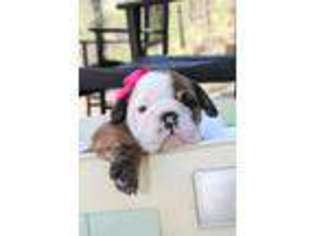 Bulldog Puppy for sale in Bethlehem, GA, USA