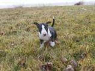Bull Terrier Puppy for sale in Othello, WA, USA