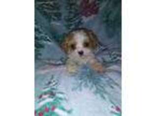 Cavapoo Puppy for sale in Gettysburg, PA, USA
