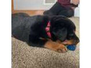 Rottweiler Puppy for sale in Graytown, OH, USA