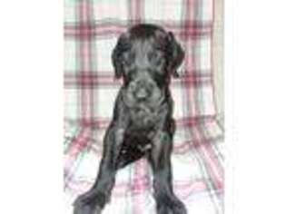 Great Dane Puppy for sale in Pittsfield, NH, USA