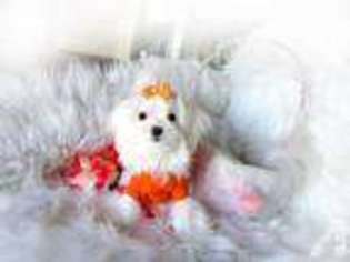 Maltese Puppy for sale in PERRIS, CA, USA