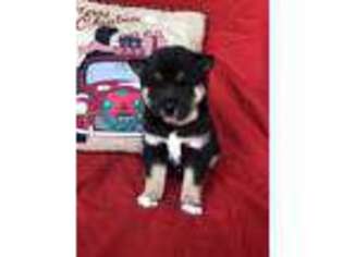 Shiba Inu Puppy for sale in Joplin, MO, USA