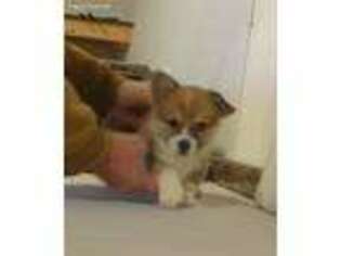 Pembroke Welsh Corgi Puppy for sale in Lewistown, OH, USA
