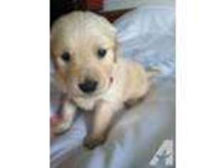 Golden Retriever Puppy for sale in BATAVIA, NY, USA