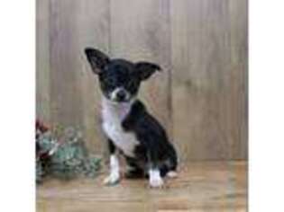 Chihuahua Puppy for sale in Flora, IN, USA