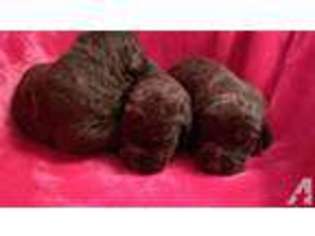 Labradoodle Puppy for sale in ZEPHYRHILLS, FL, USA