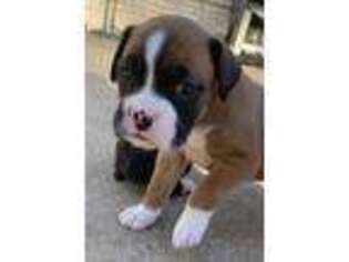 Boxer Puppy for sale in Troup, TX, USA