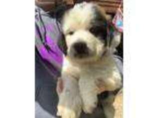 Saint Bernard Puppy for sale in Stanfield, NC, USA