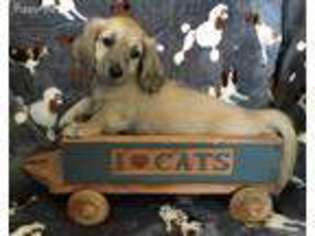Dachshund Puppy for sale in Vista, CA, USA