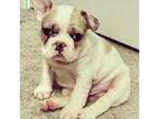 French Bulldog Puppy for sale in Cleburne, TX, USA