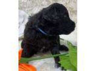 Labradoodle Puppy for sale in Pierson, FL, USA