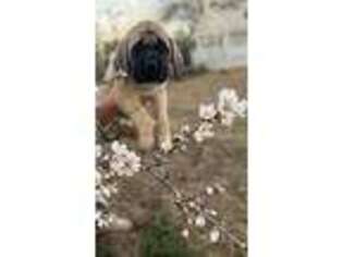 Mastiff Puppy for sale in Atwater, CA, USA