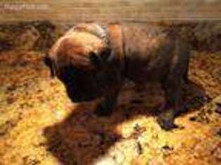 Bullmastiff Puppy for sale in High Springs, FL, USA