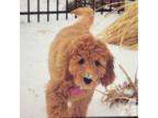 Goldendoodle Puppy for sale in VIRGINIA BEACH, VA, USA