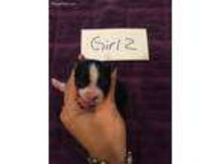 Miniature Australian Shepherd Puppy for sale in Stillwater, OK, USA