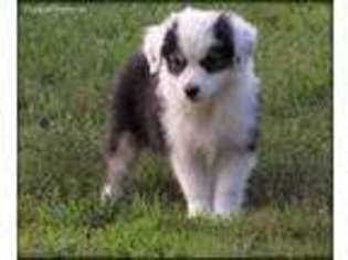 Miniature Australian Shepherd Puppy for sale in Holcombe, WI, USA