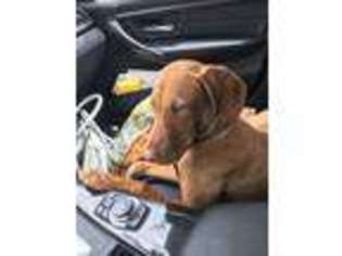 Vizsla Puppy for sale in Windham, NH, USA