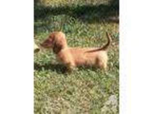 Dachshund Puppy for sale in FORT LEE, VA, USA