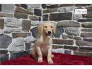 Golden Retriever Puppy for sale in Mansfield, OH, USA